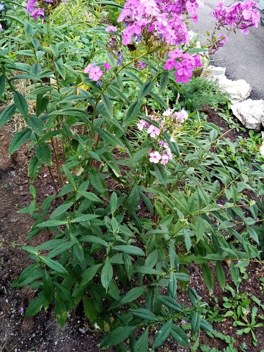 Повторное цветение не такое пышное, но аромат радует 