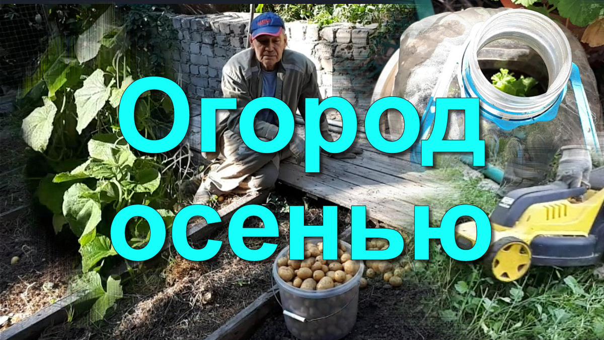 ОГОРОД ОСЕНЬЮ Картофель Огурцы Сидераты Пеларгония Мурайя – Дела Садовые [16 сентября] 🍀  Приглашаю посмотреть на наш урожай картофеля сезона 2020. 
Ссылка на это видео https://youtu.be/zd6Rn7QULSU 
Анализируем и делаем выводы. Сеем сидераты после картошки и чеснока. Собираем урожай огурцов в середине сентября не смотря ни на что. Черенкуем пеларгонию. Показываю какая у меня за год выросла МУРАЙЯ, которую я сеяла своими семенами в 2019 году 🍀

0:00 – Собираем последний урожай картофеля этого года и рассуждаем почему такой урожай получился у нас
02:49 – Сеем ОВЕС на сидерацию после картошки
03:28 – Срезаем ГОРЧИЦУ как сидерат и сеем ОВЕС на грядку под озимый чеснок
04:10 – Как выглядит грядка с огурцами на сегодня и урожай
04:25 – Пеларгония сорт Принцесса сделала осеннюю обрезку и расчеренковала, поставила укореняться
05:05 – МУРАЙЯ, которой ровно год с момента посева семенами в грунт
#Огурцы
#Огород
#Картофель
◉✿ • ● ◉✿ Марина Гусакова ✿◉ ● • ◦
