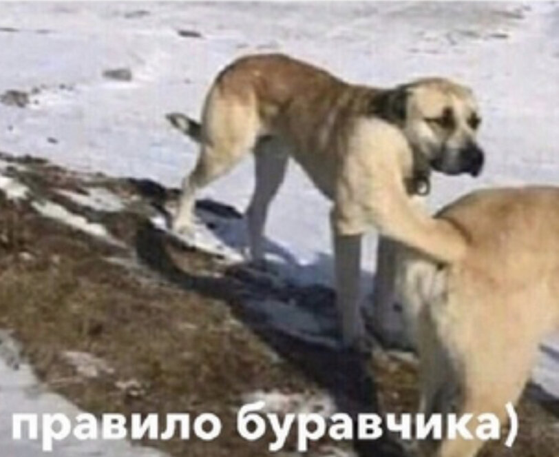 Собаки используют правило буравчика)