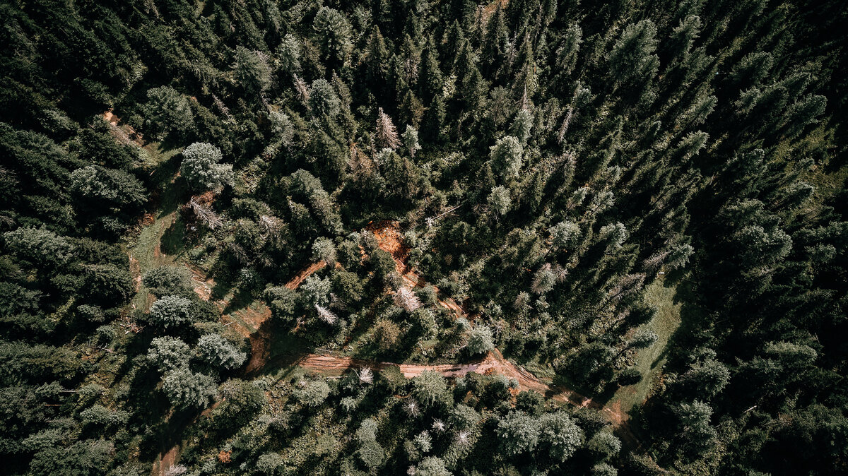 Лес на берегах Телецкого озера