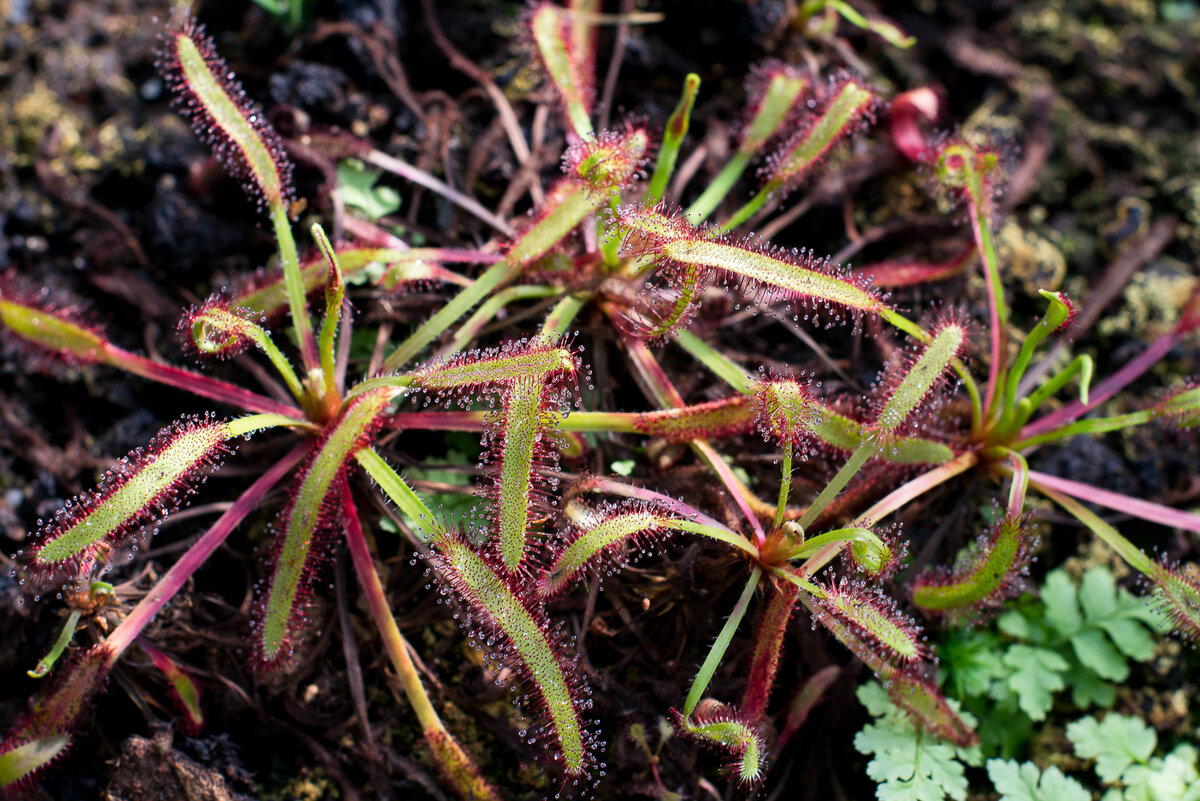 Росянка (Drosera capensis). Южная Африка. Ботанический сад Берлина. 2014