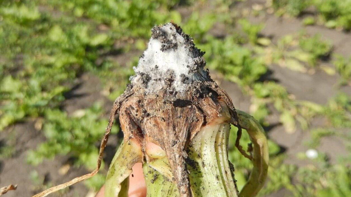 Фото: avgust.com
Фузариозная гниль свеклы
