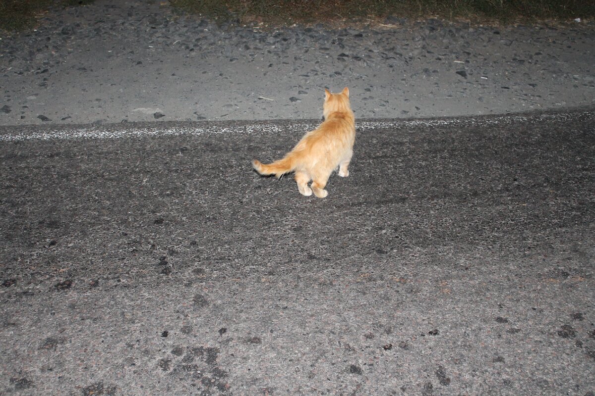 Темно. Встречает. Фото моё