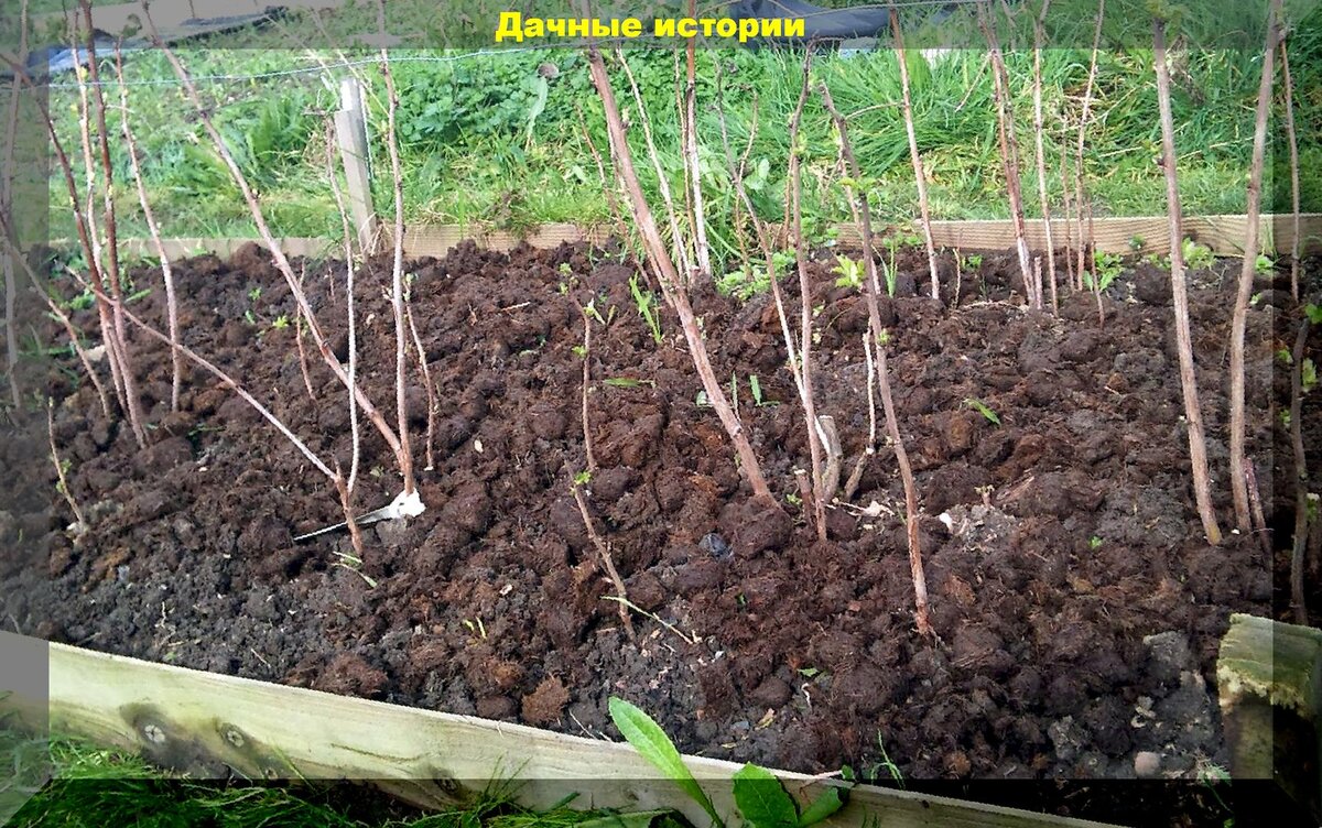 Ежемалина кимберли шпалера. Когда сажать малину и смородину. Рассада малины. Междурядья малины. Ежевика бжезина куст.