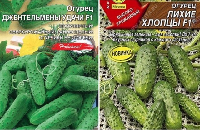 Селекционеры сделали настоящий подарок огородникам, выведя пучковые  огурцы. Их еще называют букетными, т.к. в процессе цветения в пазухах  листьев образуется от 3 до 10 цветков, можно сказать, целый букет. Такие  огурцы отличаются высокой урожайностью.Одно растение с букетной завязью способно давать в 2-3 раза больше  плодов, чем обычный огурец. Есть и немало других достоинств: массовое  созревание плодов, их небольшой размер (в основном корнишоны или пикули)  идеальный для засолки и консервирования. Кроме того, пучковые огурцы  устойчивы ко многим болезням и вредителям.Особенности выращивания пучковых огурцов

Пучковые огурцы относятся к гибридам, выведенным в результате  скрещивания нескольких урожайных сортов с сортом с женским цветением. Их  большое плодоношение требует дополнительного ухода.Требования пучковых гибридов к температуре, подкормкам и поливу схожи  с другими огурцами. Но есть у них и свои особенности. В частности,  пучковые огурцы не стоит сажать на сквозняке и слишком близко один к  другому, чтобы не загущать посадки.Растения нуждаются в еженедельных небольших дозах подкормок, причем  следует чередовать минеральные и органические удобрения. Собирать  огурчики также нужно часто, чтобы созревшие плоды не препятствовали  развитию других завязей. Повысить урожайность поможет и выращивание на  шпалерах.Не лучшим образом на количество завязей пучковых огурцов  влияет избыток азотного питания, пересушивание почвы, сильные перегревы  и излишнее затенение.Проверенные сорта пучковых огурцов
Несмотря на то, что пучковые огурцы появились относительно недавно,  они пользуются повышенным интересом у огородников. А спрос, как  известно, рождает предложение. Сегодня на рынке семян представлено  огромное множество гибридов пучковых огурцов. Мы отобрали 10 из них –  проверенные временем, а также новинки 2019 года.Гибриды пучковых огурцов бывают партенокарпическими, т.е. способными  образовывать плод без опыления, и насекомоопыляемыми, которые лучше  выращивать в открытом грунте. Также они делятся на слабоветвистые,  средневетвистые и сильноветвистые.Кто уже получал богатые урожаи "букетных" огурчиков, отдают предпочтение следующим гибридам:Вьюга F1

Особенно приглянулся, как опытным огородникам, так и новичкам ультрараннеспелый партенокарпический гибрид Вьюга F1,  который начинает плодоносить уже через 37-38 дней после появления  всходов. Выращивать его рекомендуется в теплицах через рассаду.Растение среднерослое со слабым отрастанием боковых побегов, особенно  в нижней части стебля. В одном узле может развиваться до 5 плодов,  которые вырастают всего до 6-8 см в длину и массой 60-68 г.Когда огурчики достигают в длину 4 см, они начинают расти в ширину. Чтобы плоды не стали "бочонками", снимать их нужно вовремя.Гибрид устойчив к основным заболеваниям огурцов, дает урожай до 15 кг  с 1 кв.м. Огурчики без горечи, сочные и хрустящие, используются для  приготовления салатов, консервирования и засолки.Мастер F1
А вот у партенокарпического среднераннего гибрида Мастер F1  плоды овально-цилиндрической формы и значительно крупнее – весят 80-110 г  и вырастают длиной до 12 см. Отличаются высокими вкусовыми и  засолочными качествами. Плодоносит гибрид тоже значительно дольше: с  июля по сентябрь.В южных регионах семена можно высевать прямо в грунт, там же, где  климат более суров, лучше выращивать огурцы через рассаду. Ветвление у  овоща ослаблено (боковые побеги ограничены в росте), поэтому плотность  посадки в теплице 3, а в открытом грунте 5 растений на 1 кв.м.Гибрид не только устойчив ко многим заболеваниям, но и прекрасно переносит и жару, и прохладу.Сибирская гирлянда F1

Массу положительных отзывов получил такой скороспелый партенокарпический гибрид, как Сибирская гирлянда F1. Он покорил всех своей урожайностью: с каждого растения можно получить до четырех сотен сочных, хрустящих и сладких огурчиков.К тому же, первые плоды созревают уже в июне. Внешне они похожи на  корнишоны, у которых тонкая кожица, а длина не превышает 5-7 см.  Высаживать же растения нужно неплотно: не более двух на 1 кв.м.Неоспоримым достоинством огурчиков гибрида Сибирская гирлянда F1 является и то, что они не перерастают при задержках с уборкой. Их кожура не затвердевает, а в мякоти не появляются пустоты.Гибрид устойчив к большинству заболеваний, хорошо приспосабливается к  разным климатическим условиям и плодоносит до сентября, а в южных  регионах – вплоть до заморозков.Балконный F1

Получать большой урожай огурцов можно не только на даче, но и в  квартире. Хорошо зарекомендовал себя для выращивания на лоджии или  подоконнике среднеспелый партенокарпический гибрид Балконный F1.Он начинает плодоносить на 40-42-й день после появления всходов, и  урожай собирают до заморозков. Из одного узла может вырасти 8 и более  некрупных огурчиков (6-10 см в длину и массой 80-90 г), которые  наливаются последовательно и долго не перерастают.Растение компактное, средневетвистое, с укороченными междоузлиями. На  1 кв.м земли в теплице можно высаживать три сеянца, в открытом грунте –  пять.Вкусные сочные огурчики хороши и в свежем виде, и в консервированном.  Бесспорное преимущество гибрида – его высокая устойчивость к мучнистой росе, оливковой пятнистости и вирусу табачной мозаики. Способен он противостоять и ложной мучнистой росе.Мечта дачника F1

Одним из лучших для засолки по праву считается раннеспелый партенокарпический гибрид Мечта дачника F1. Он рекомендован для теплиц и открытого грунта, плодоносит уже через 38-42 дня после всходов.Огурчики сочные, хрустящие с приятным ароматом и отличным вкусом,  длиной 10-11 см и массой 95-105 г. Растение сильнорослое, с короткими  междоузлиями, что делает их идеальными для выращивания в невысоких  теплицах и на балконах. В каждом узле формируется не менее 6-10 плодов.С одного растения можно собрать до 8 кг огурцов, а с 1 кв.м – до 18,5  кг. Гибрид устойчив к болезням и достаточно неприхотлив, хорошо  переносит нехватку освещенности, поэтому его может выращивать на  затененных участках.

Новинки пучковых огурцов
Среди почти 80 новых сортов огурцов, внесенных в 2019 году в  Государственный реестр селекционных достижений, допущенных к  использованию в Российской Федерации, преобладающее большинство – именно  пучкового формирования завязей.Близняшки F1

Партенокарпический гибрид Близняшки F1 предназначен для  выращивания в защищенных теплицах и открытом грунте. Отличается высокой  урожайностью и длительным плодоношением. Растение индетерминантное,  слабоветвистое, подходит для загущенных посевов.Период от всходов до плодоношения 40-45 дней. Число женских цветков в  узле преимущественно три или четыре. Короткий плод цилиндрической  формы, длиной 12-15 см и массой до 155 г имеет отличный вкус без горечи.  Используется для свежего потребления и маринования.Гибрид устойчив к оливковой пятнистости и мучнистой росе, что  способствует его длительному плодоношению. Характеризуется одновременным  наливом 20 и более зеленцов, его урожайность достигает 5,7 кг на 1  кв.м.Зеленка F1
Урожайный скороспелый гибрид Зеленка F1 (43-48 дней от  появления всходов до начала плодоношения) предназначен для выращивания в  открытом грунте и под временным пленочным укрытием. Мощные  индетерминантные средневетвистые растения формируют до 6 завязей в узле.Короткие белошипые огурчики массой 70-90 г имеют отличный аромат и  вкус без горечи. Они пригодны как для салатов, так и для засолки и  маринования.Гибрид устойчив ко многим заболеваниям. С 1 кв.м в закрытом грунте можно получить до 12 кг плодов.Сибирский экспресс F1

Раннеспелый (41-46 дней от появления всходов до начала плодоношения) пчелоопыляемый гибрид Сибирский экспресс F1 подходит для выращивания в открытом грунте и под пленочным укрытием.  Представляет собой индетерминантное средневетвистое растение с пучковым  заложением завязей.Если удалять боковые побеги, то в пазухах листьев главного стебля  образуется до 11 завязей. Огурчики цилиндрические с частыми бугорками  среднего размера, длиной 10-13 см и массой 90-120 г не горчат, хороши в  салатах, подходят для консервирования. Урожайность в теплицах достигает  практически 15 кг на 1 кв.м.Гибрид устойчив к таким заболеваниям, как оливковая пятнистость,  настоящей и ложной мучнистой росе, а также вирусу табачной мозаики.Джентельмены удачи F1

Еще один раннеспелый гибрид (45-48 дней от появления всходов до первого плодоношения) Джентльмены удачи F1 с высокими вкусовыми качествами предназначен как для салатов, так и для  засолки, а также консервирования. В узле формируется до 6 завязей, из  которых вырастают короткие цилиндрические плоды массой 70-90 г.Гибрид устойчив к корневым гнилям, мучнистой росе и вирусу табачной мозаики. Одно растение дает до 7 кг огурцов.Лихие хлопцы F1
Высокоурожайный раннеспелый партенокарпический гибрид для теплиц и открытого грунта Лихие хлопцы F1 обладает практически стопроцентной всхожестью. Начинает плодоносить на  43-48-й день после появления всходов. В каждом узле формируется до 6  коротких черношипых огурчиков массой 70-90 г с тонкой кожицей и отличным  вкусом.Плоды универсального назначения, т.е. их можно употреблять как в свежем, так и в переработанном виде.Чтобы быстрее получить урожай, из семян можно вырастить рассаду и на  20-25-й день пересадить ее в грунт или в теплицу (плотность посадки –  2-3 растения на 1 кв.м). Так как завязи в пучке наливаются  последовательно, то собирать их нужно ежедневно. Так питание будет лучше  поступать к зреющим плодам.Гибрид устойчив к вирусу табачной мозаики, настоящей и ложной  мучнистой росе, кладоспориозу. Урожайность под пленочным укрытием может  достичь 11 кг с 1 кв.м.