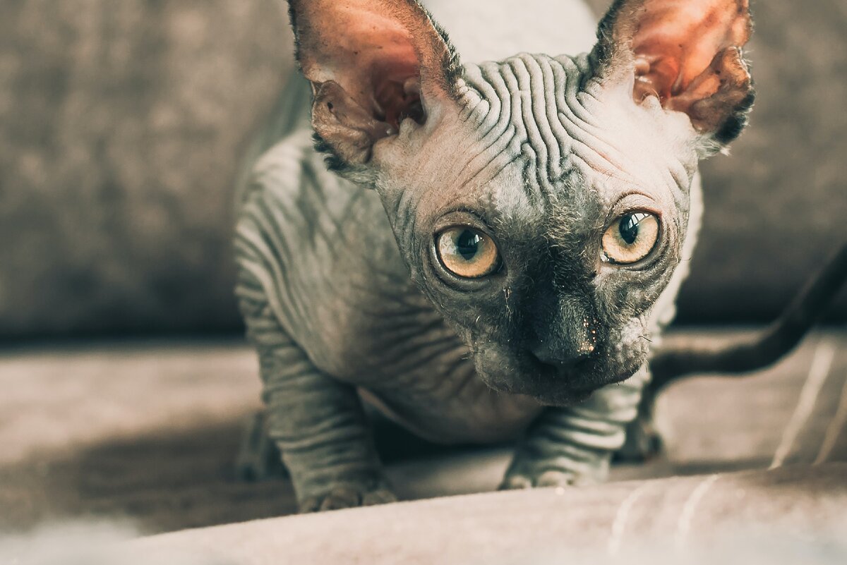 Photo by Fausto García on Unsplash
