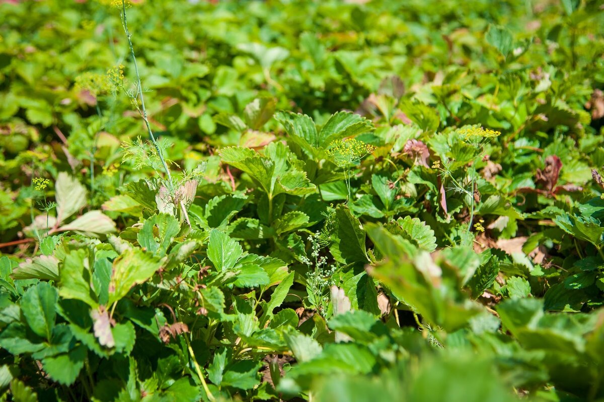 Pest Alert: Neopestalotiopsis - an emerging strawberry disease in North America 