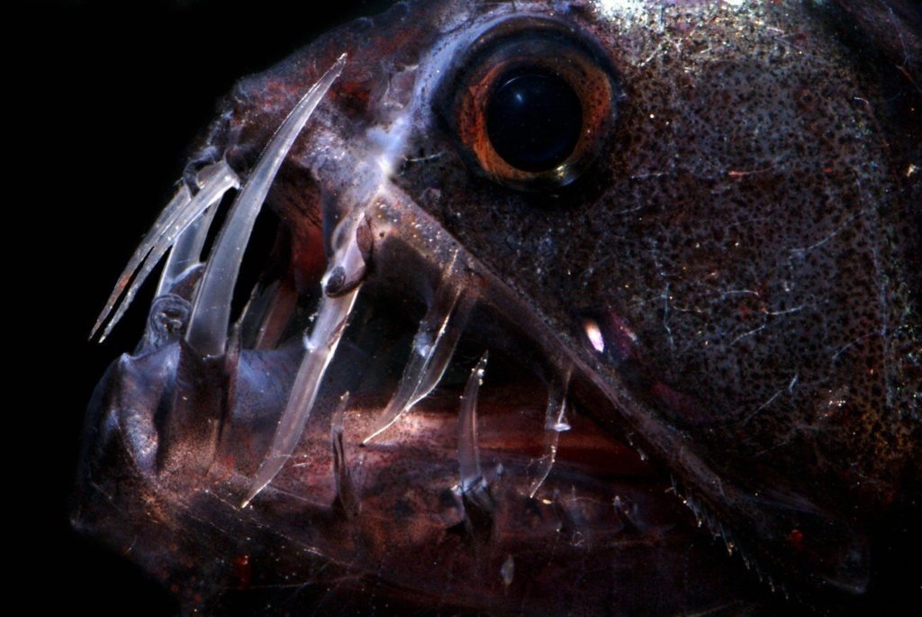 Марианская впадина, интересные факты