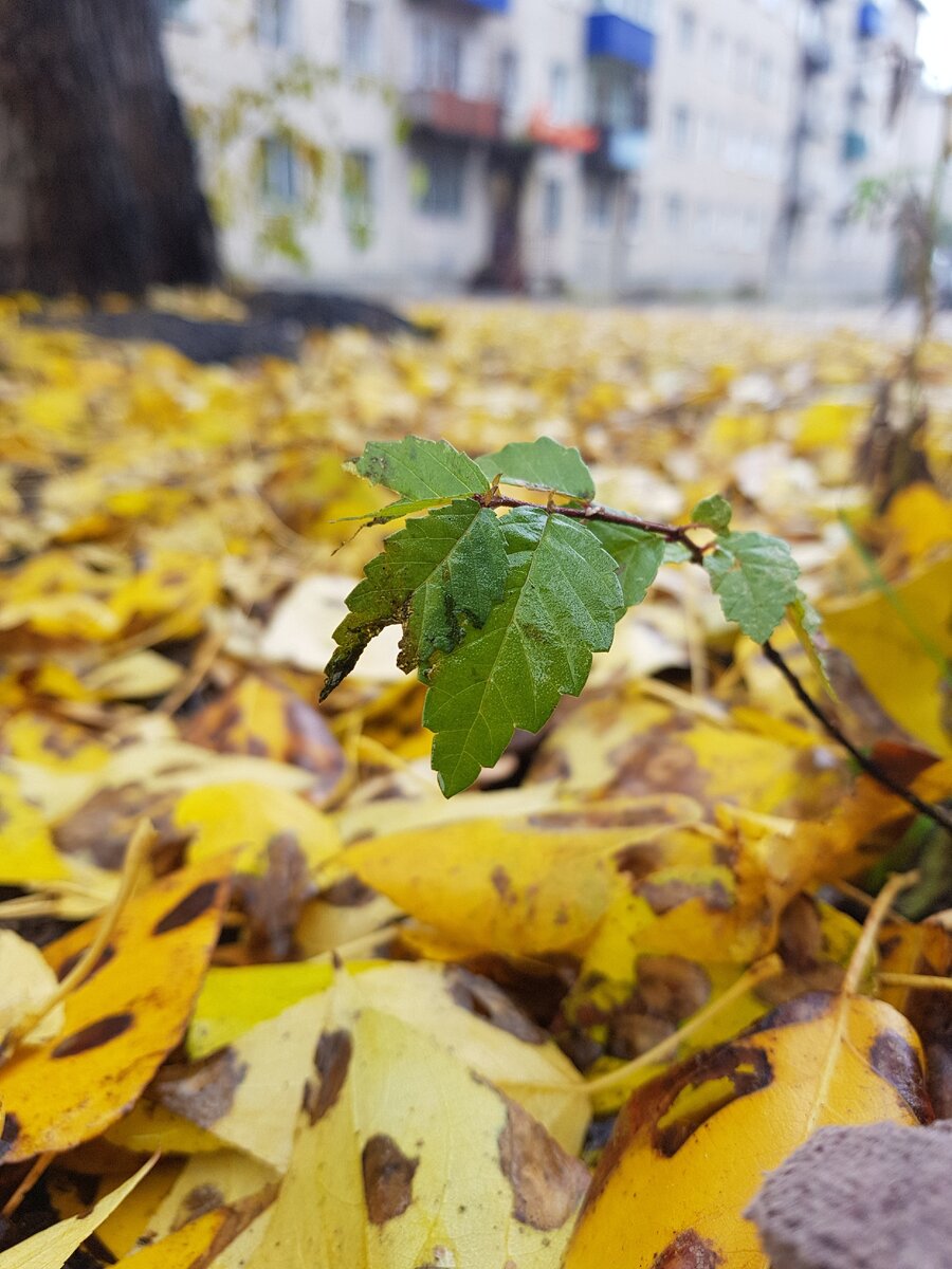 А у нас чудесная осень