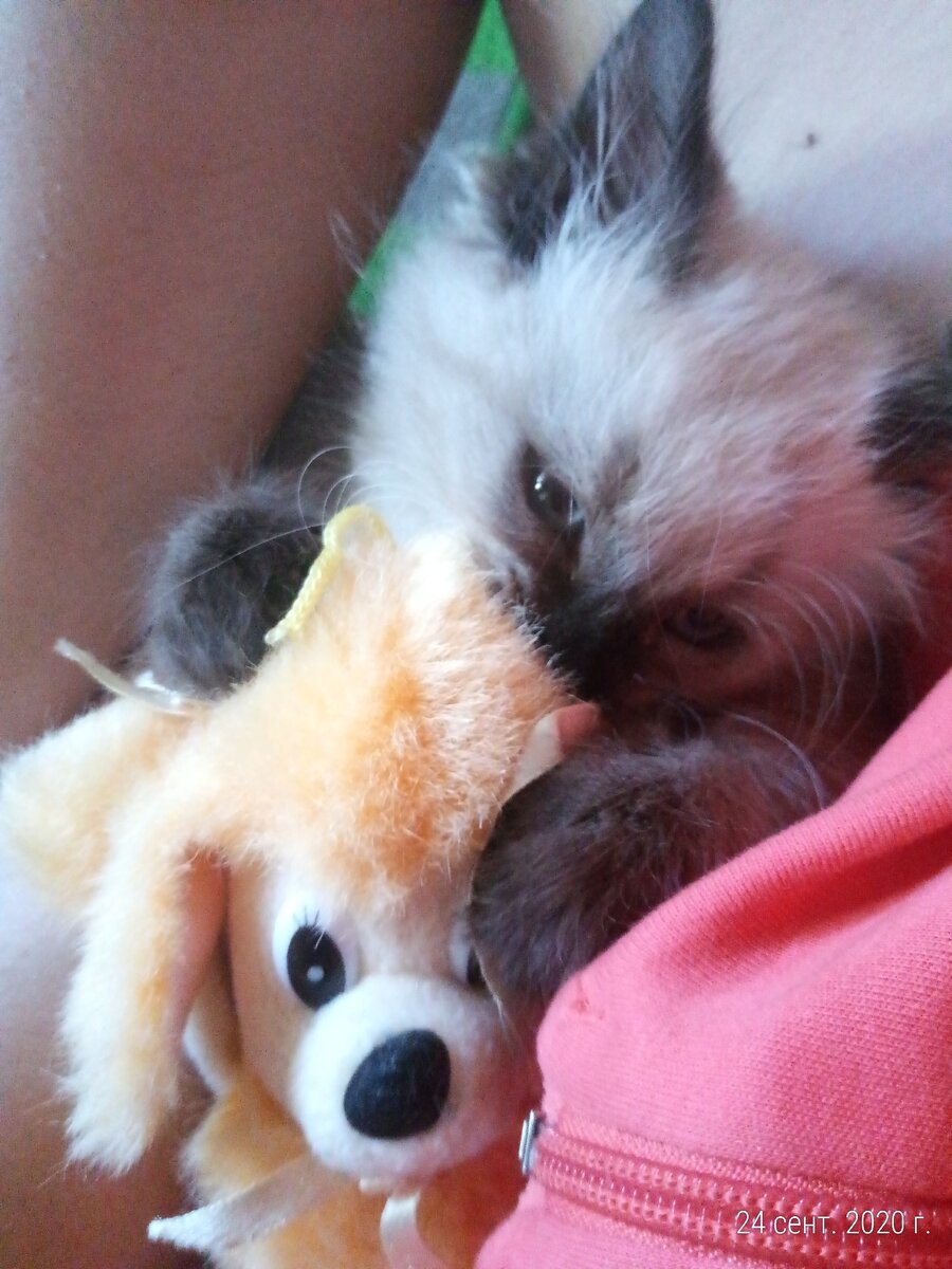 Красавец и умничка Тишка.