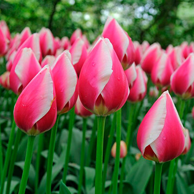 Тюльпан Рашн Принцесс дарвинов гибрид