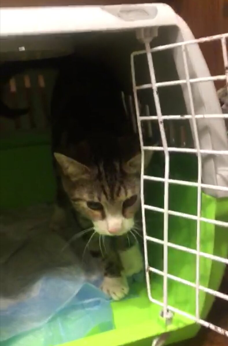Котенок Уильям мраморного окраса, почти 5 мес.