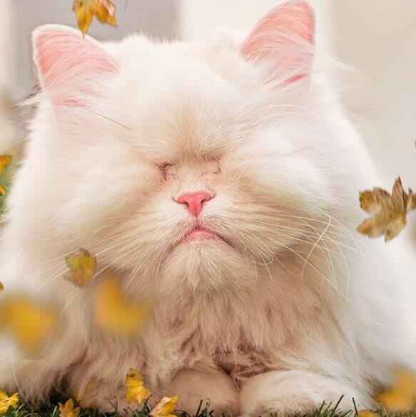 Источник: www.instagram.com/moetblindcat