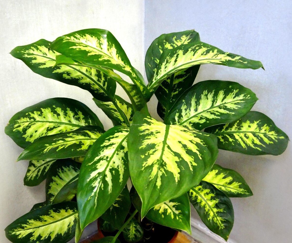 Дифенбахия Камилла