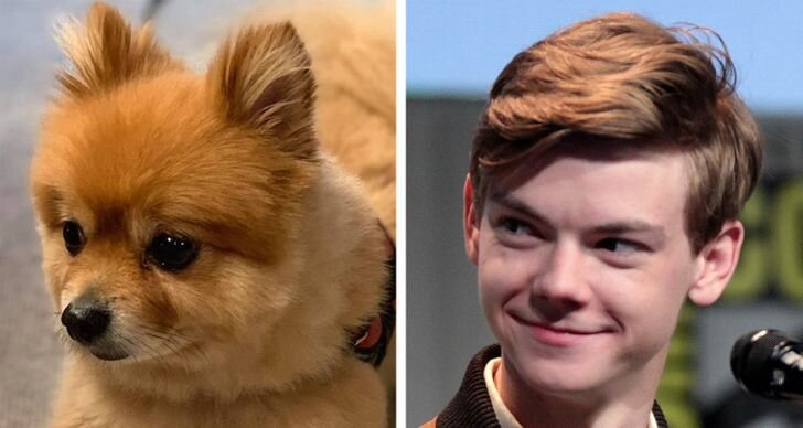 © teddy_pompom_ / instagram, © Gage Skidmore / Wikimedia Commons
