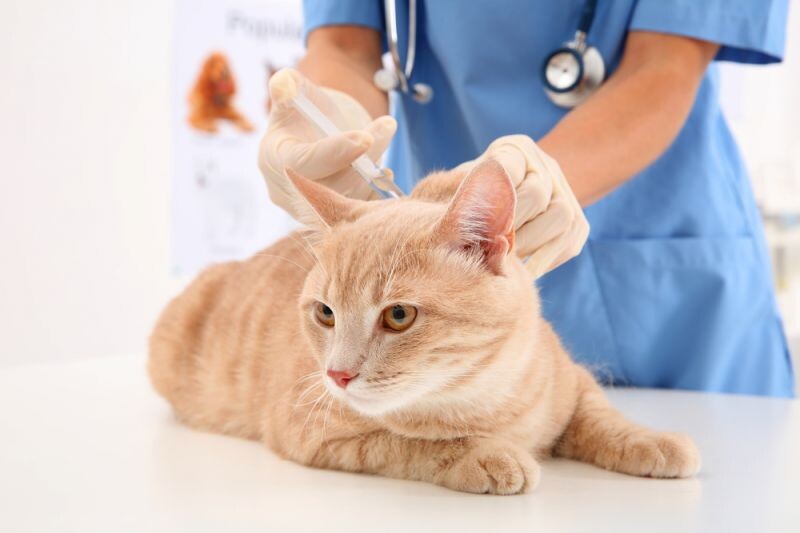 Фото: Вакцинация кошки