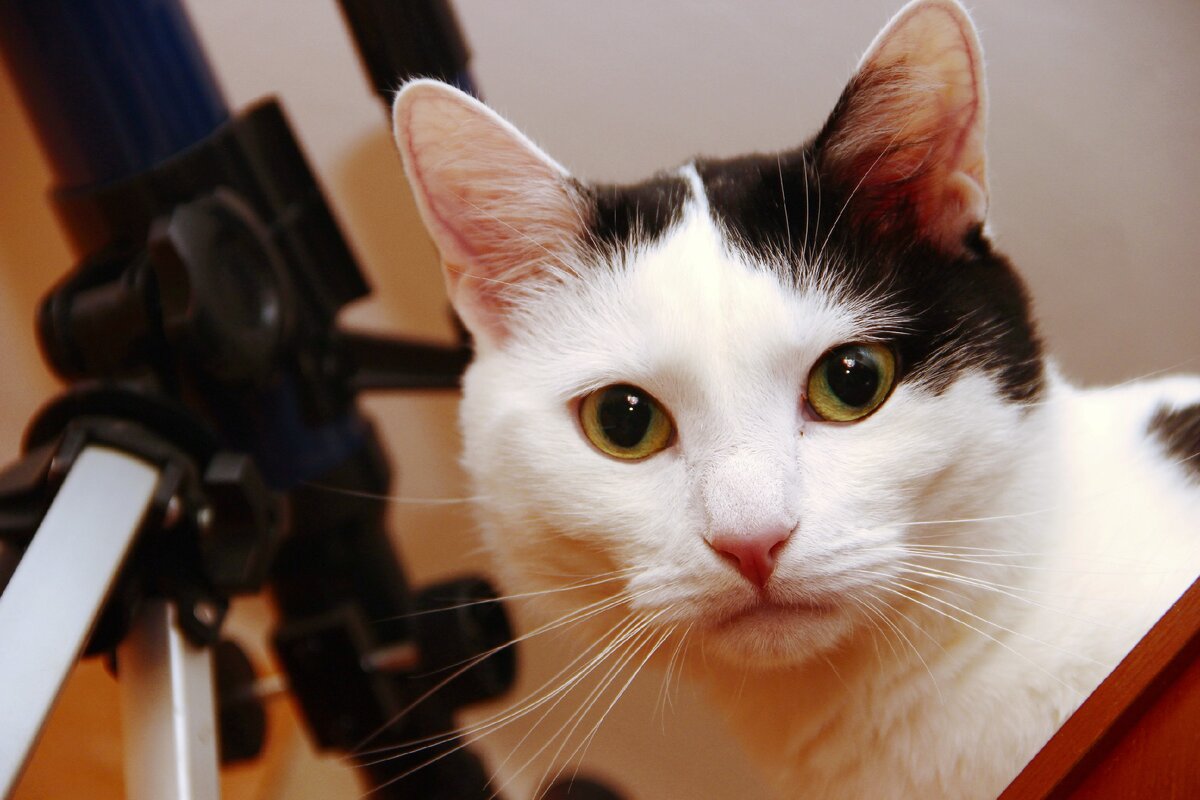 кот Лаврентий в полном расцвете сил