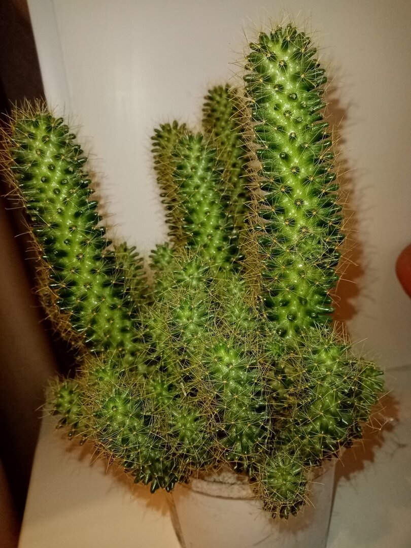 Кактусы (Cactaceae)