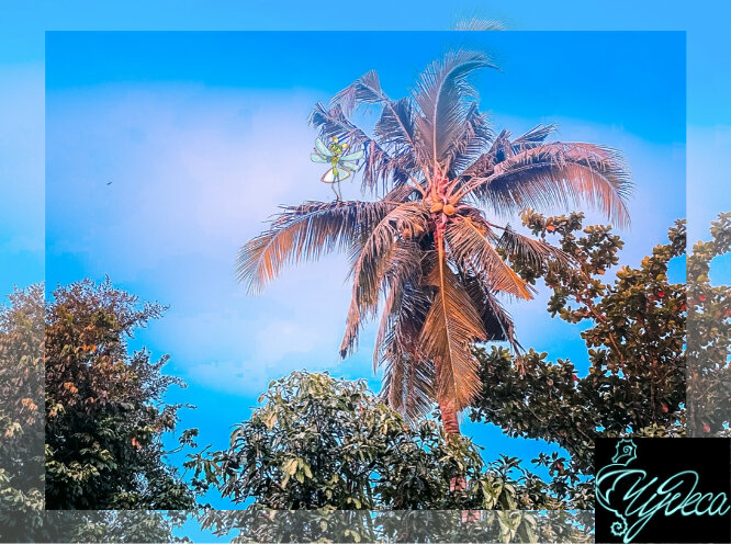 Хотя, под такой пальмой можно и переночевать!