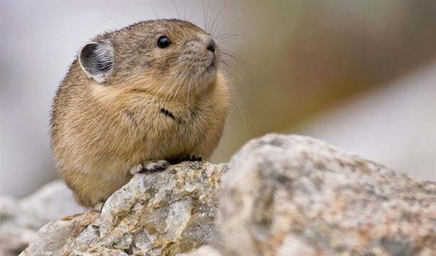 Эх, отлучили...а я так любил проповеди этого священника