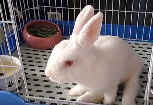 Паралич задних лап у кролика: причины и первая помощь для животных