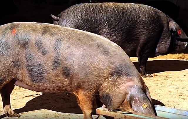 Кормушки и поилки для свиней своими руками