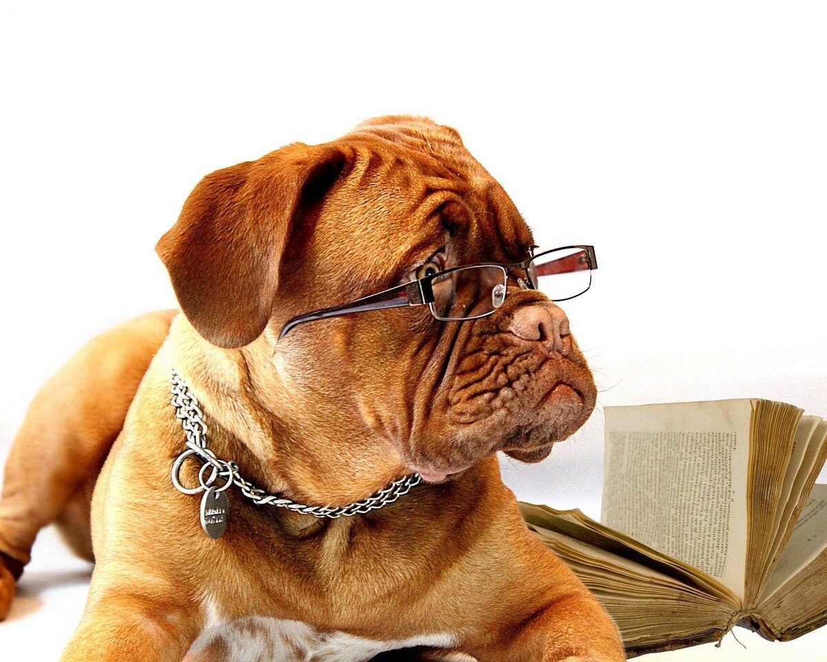 Собака-Козерог всегда сосредоточена и серьезна.