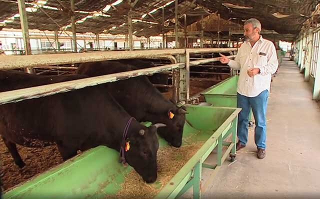 Как построить мини-ферму для коров своими руками