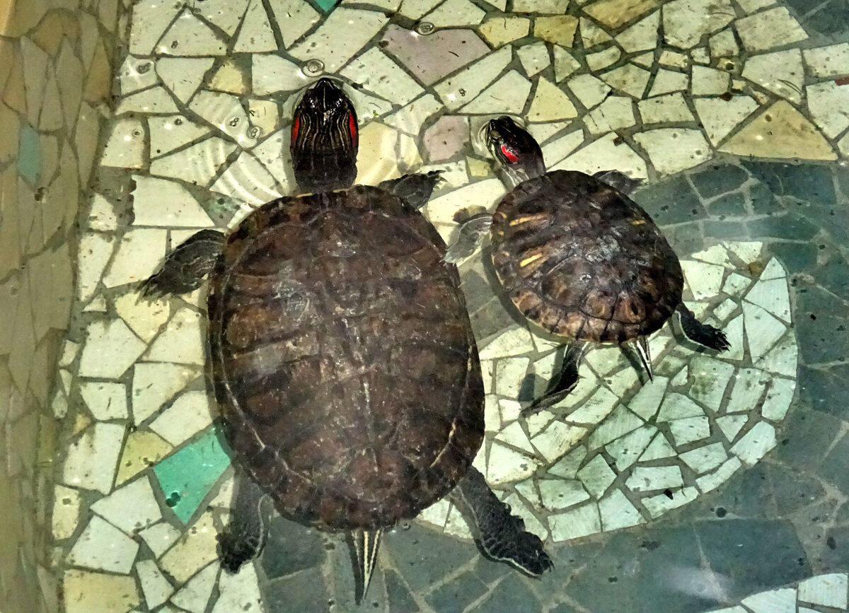 Красноухая черепаха карапакс