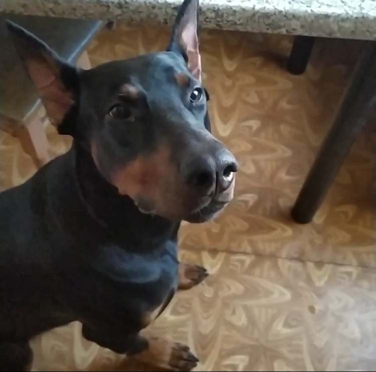 фото: https://zen.yandex.ru/media/dobermanlife/ia-nauchilsia-vyderjke-5f1f3c0b9c71bf02d5dafabe
