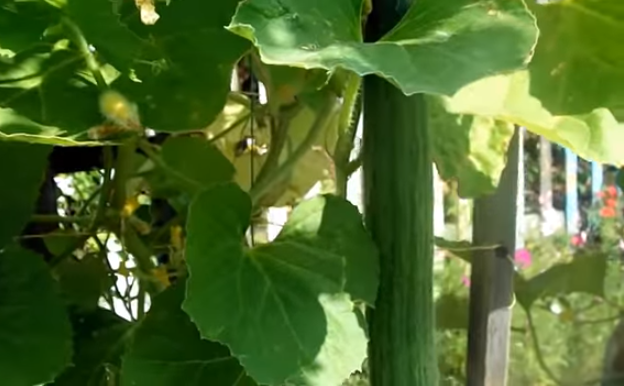 Зеленец Армянского огурца, кадр из видео https://www.youtube.com/watch?v=7adfNryS6M4