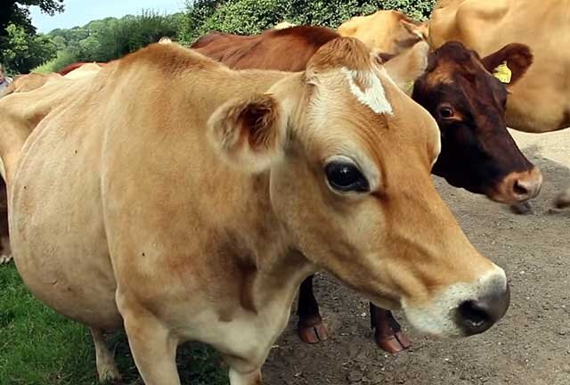 Все о карликовой джерсейской породе коров