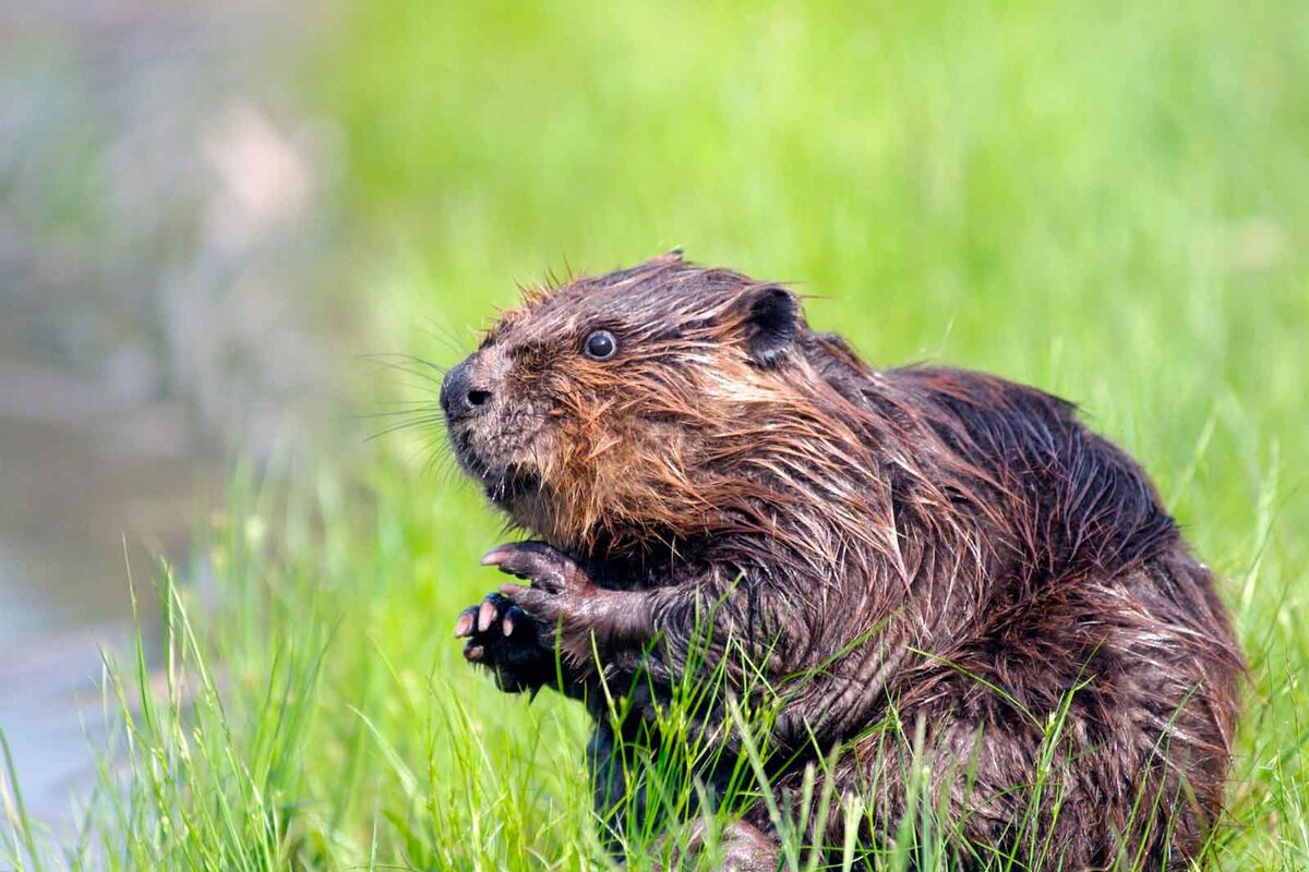 Фото: https://animaljournal.ru/article/bobr_obiknovenniy