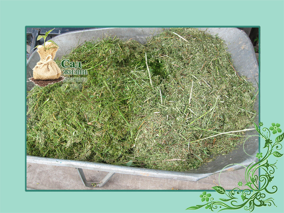 Компост из скошенной травы