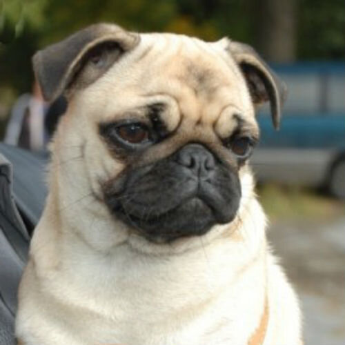 Гепатовет для собак: инструкция по применению, аналоги, отзывы - все о препарате и рекомендации ветеринаров