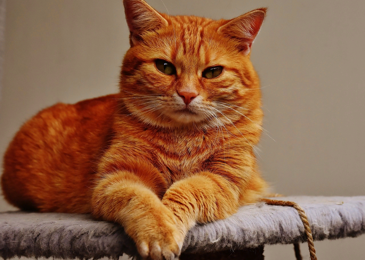 Red-headed Kitten Over a Red Background Stock Image - Image of material, ginger: