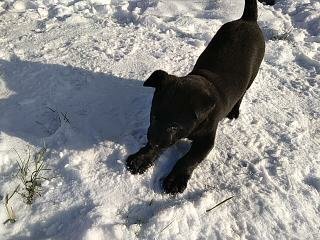 Метис водолаза и немецкой овчарки, щенку 2 месяца. Фото автора. 