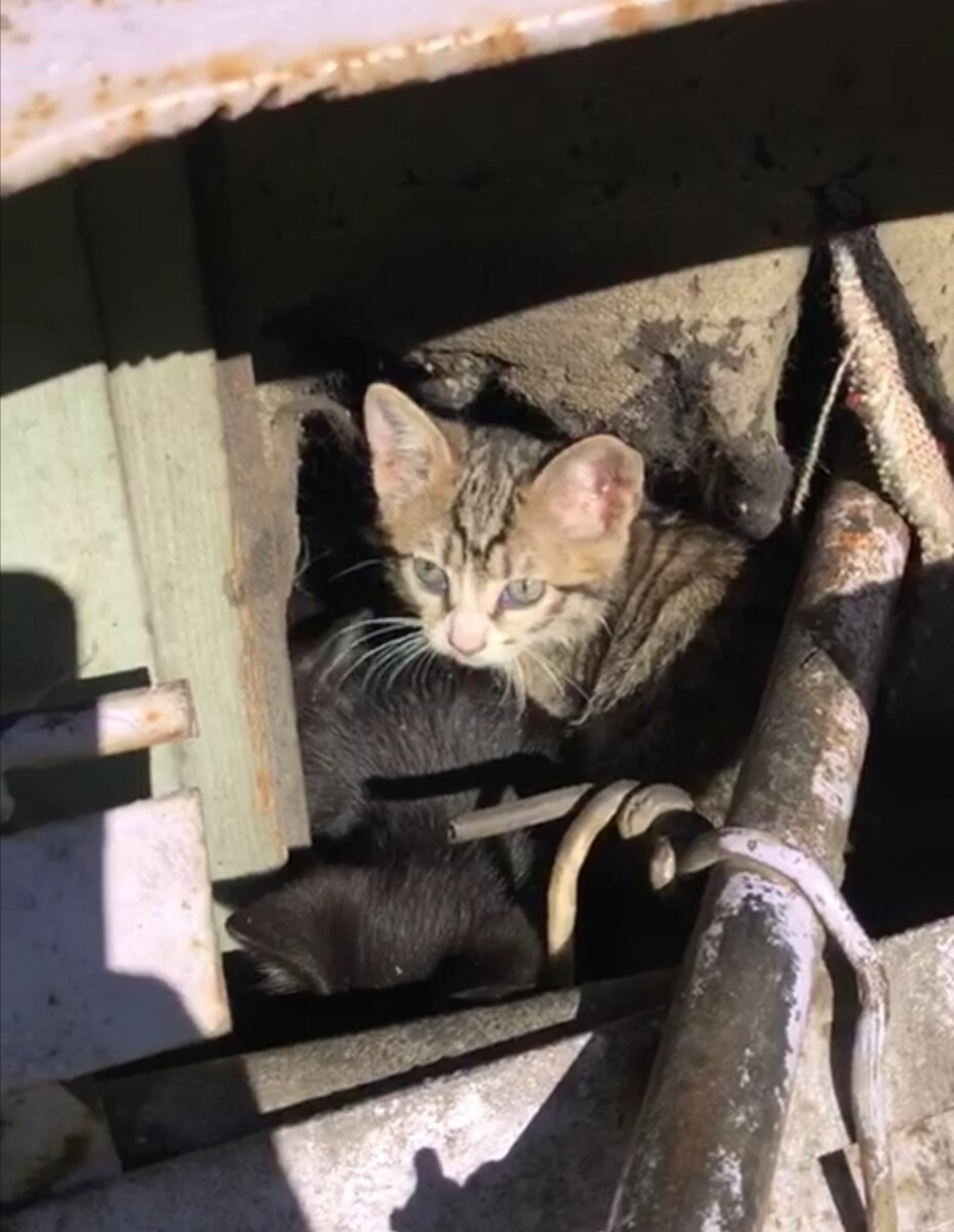 Котята в гаражах выживали, как могли