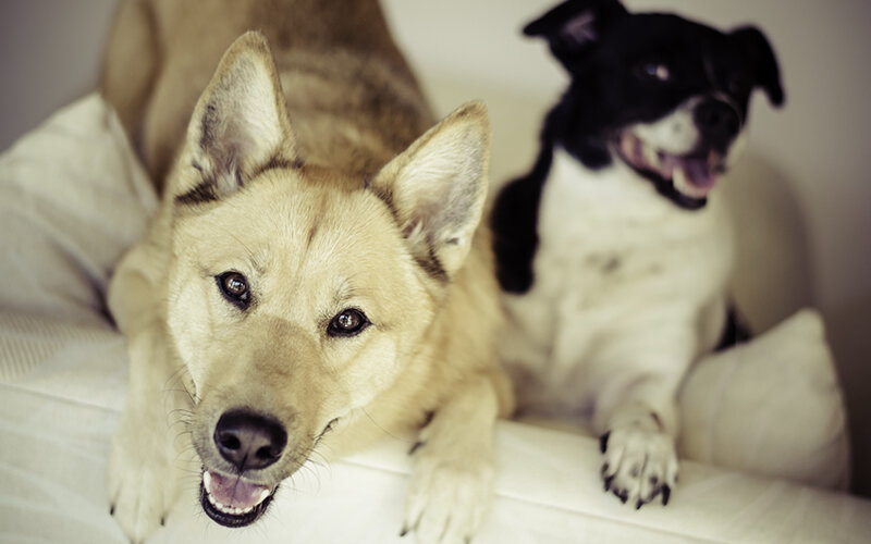 По данным ВОЗ, вероятность генетических нарушений у собак ненамного больше, чем у человека. Фото Joyce McCombs/Pixabay 