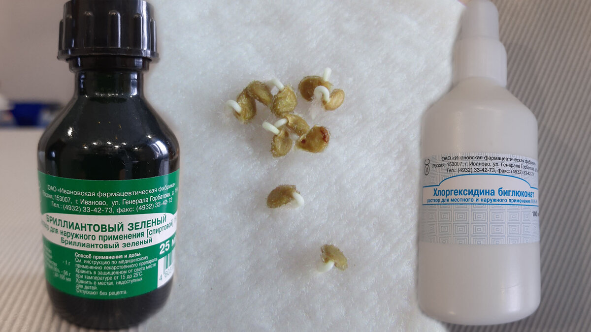 Предварительная подготовка семян к посеву