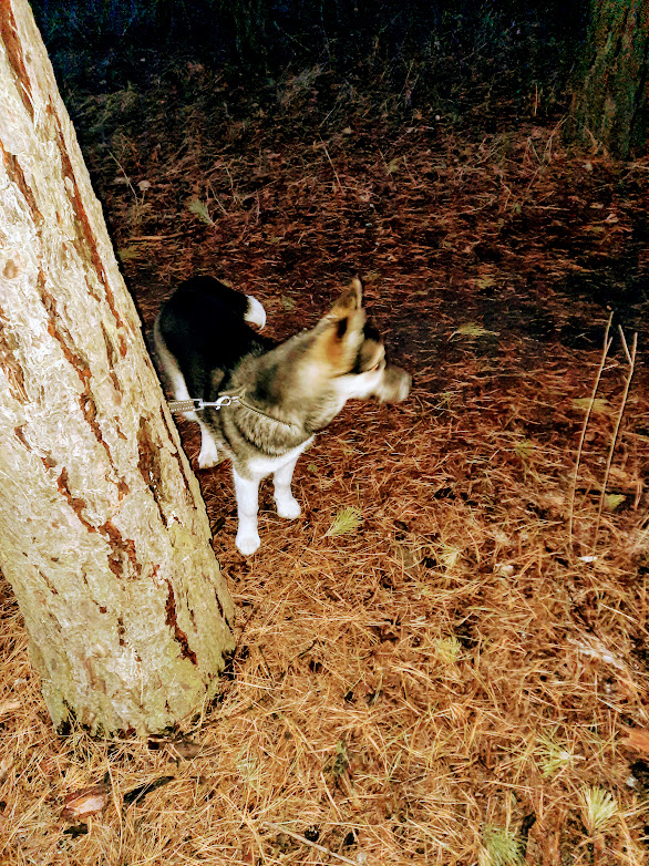 Как же сложно поймать эту егозу в кадр...