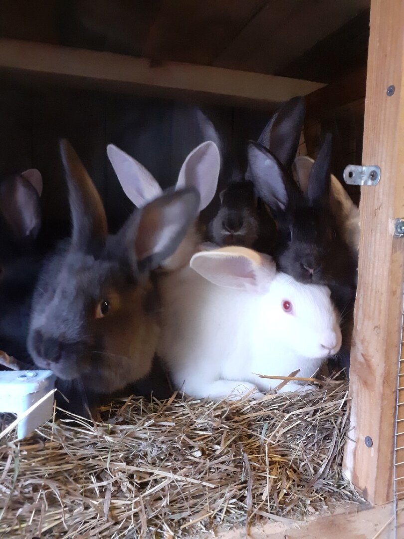 Наши крольчата. 