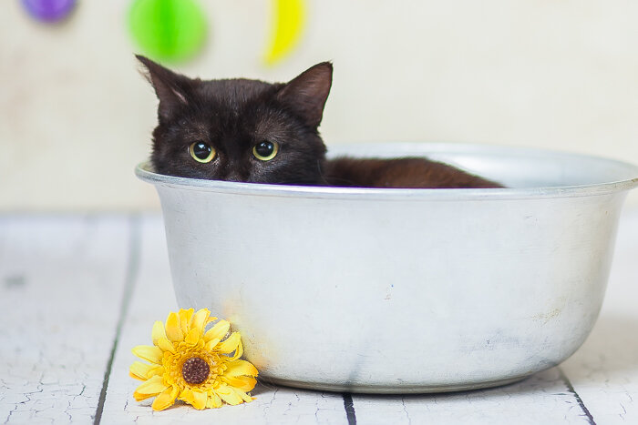Как приручить кота