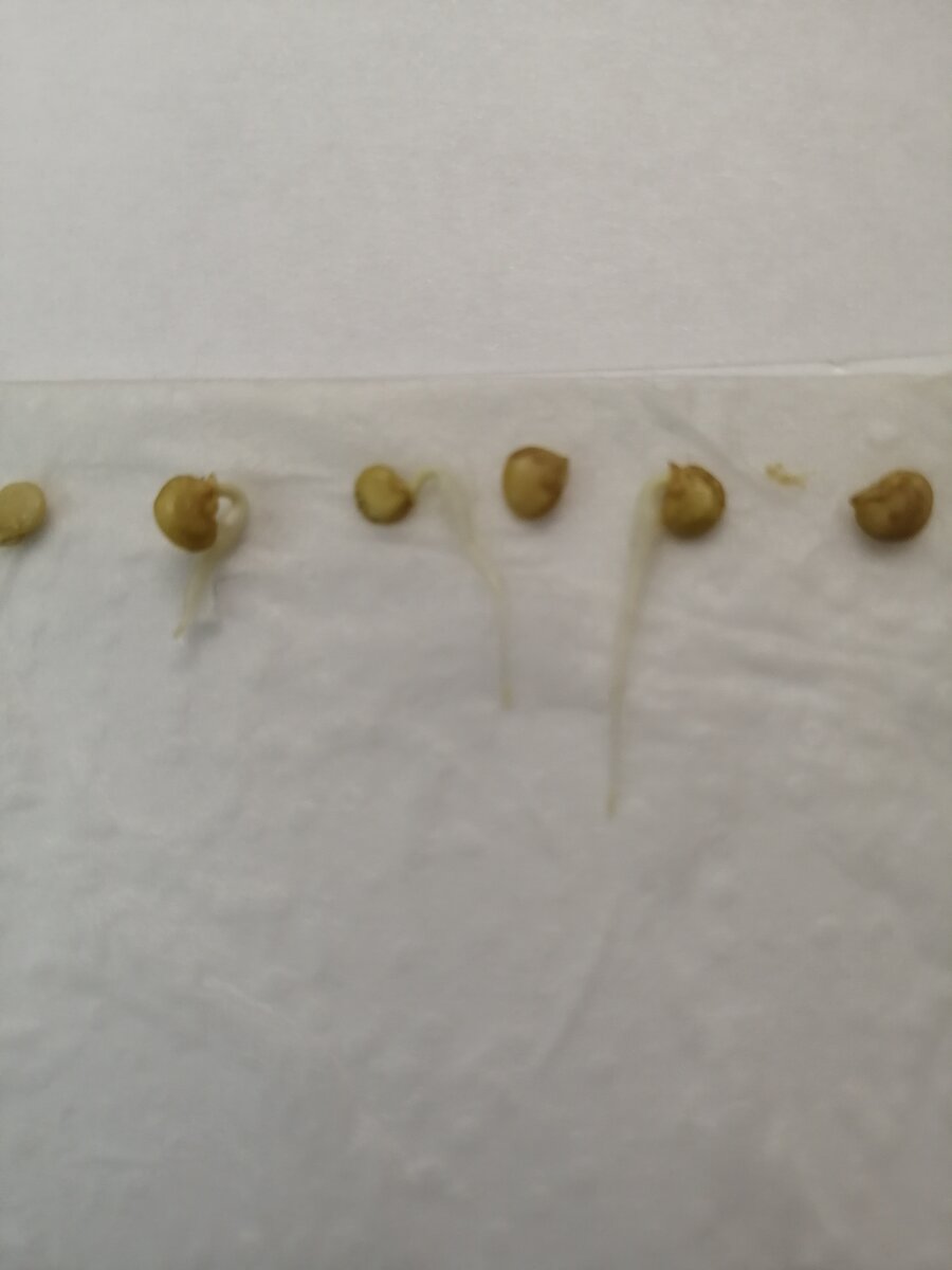 03.03.21г / фото автора.