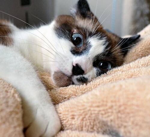 Почему кошка после стерилизации может проявить агрессию: причины и решения