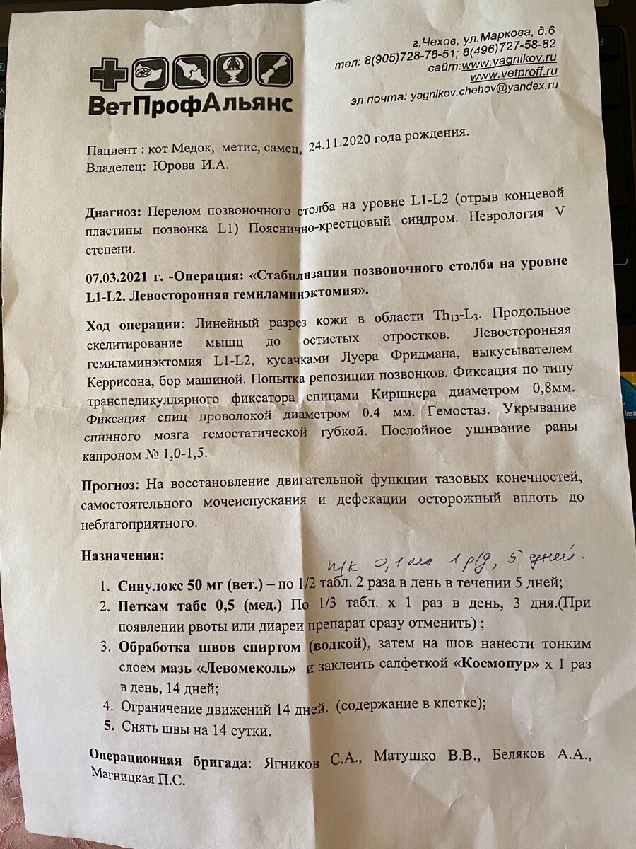 Спасённому котенку срочно нужна операция, чтоб он смог ходить. | Приют  Лохматый друг | Дзен