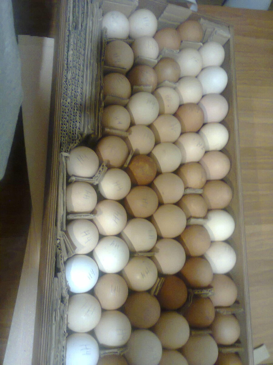 Инкубационное яйцо. Фото автора.