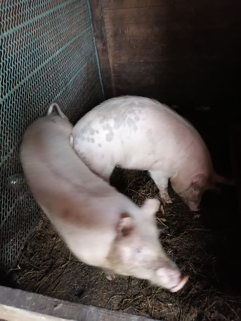 мои хрюшки)