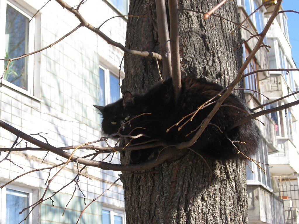 Март в Лотошине. Коты прилетели. Фото автора