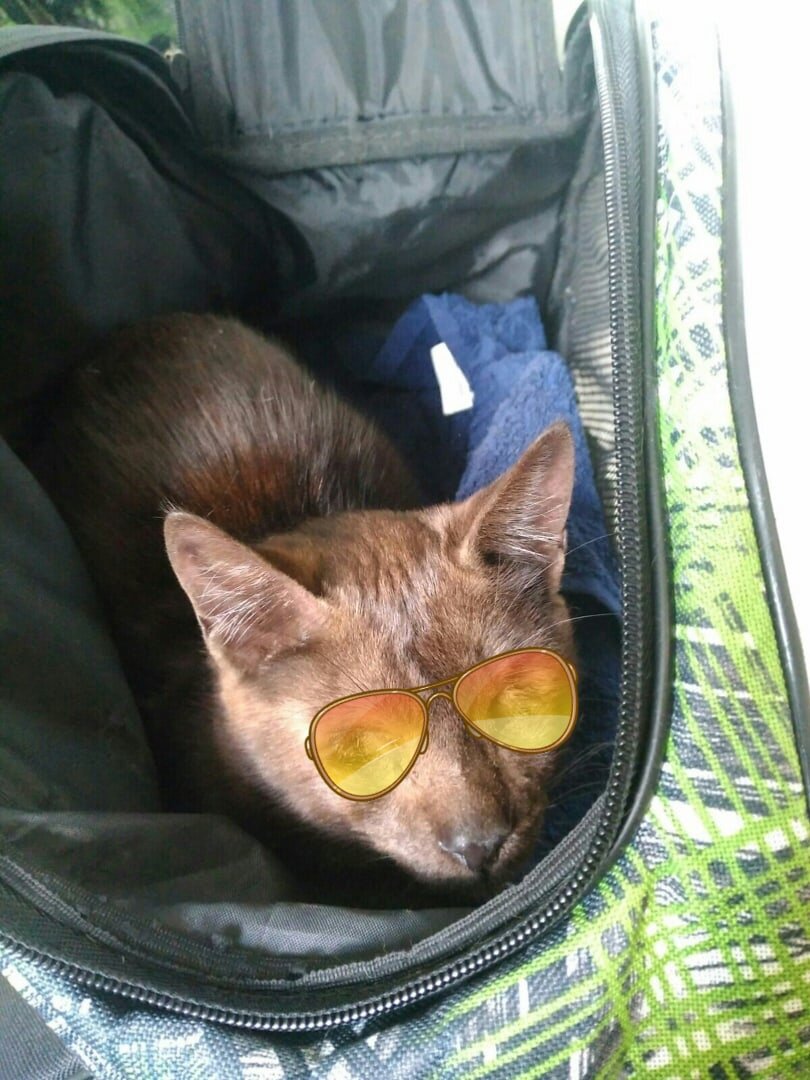 Кот после поимки